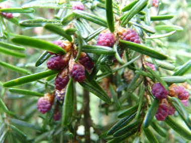 Fleurs. Agrandir dans une nouvelle fenêtre (ou onglet)